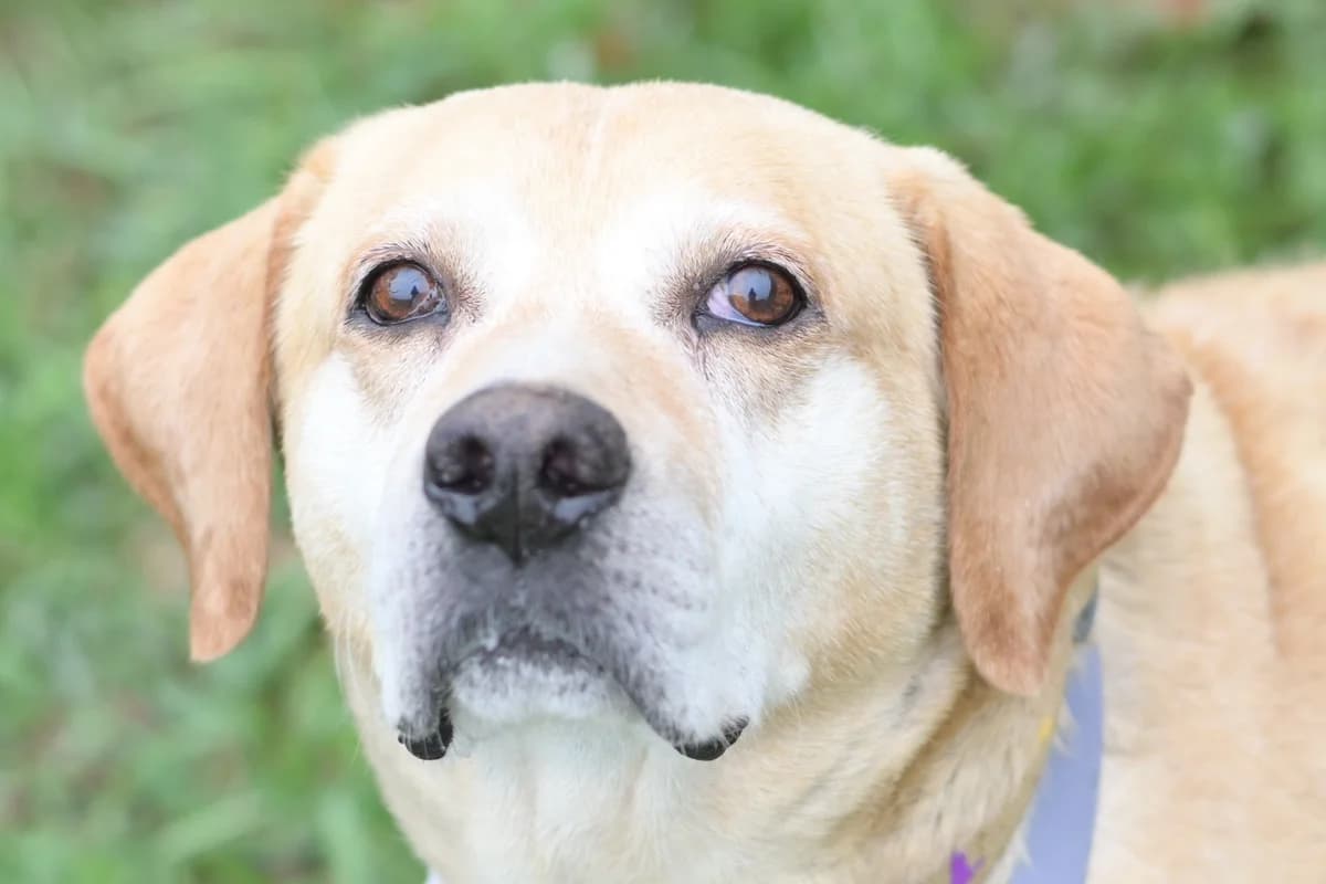Don, male senior Labrador Retriever for adoption at Dumovec, Zagreb
