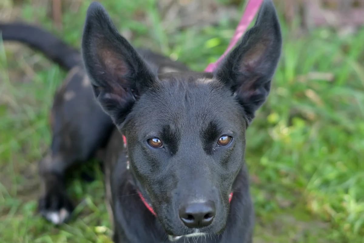 Gara, female puppy mixed breed for adoption at Dumovec, Zagreb