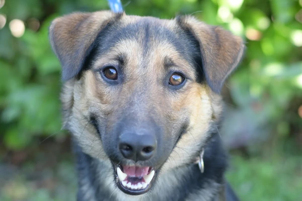Draž, male young mixed breed for adoption at Dumovec, Zagreb