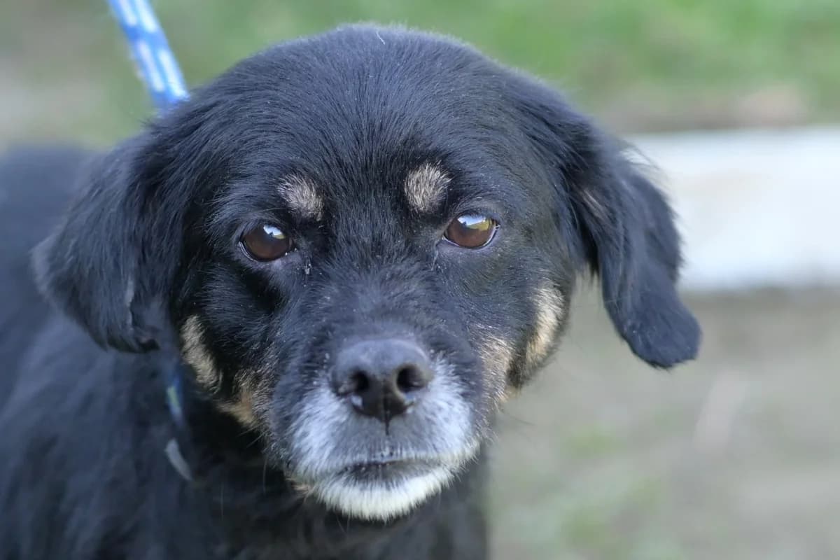 Bella, female senior mixed breed for adoption at Dumovec, Zagreb