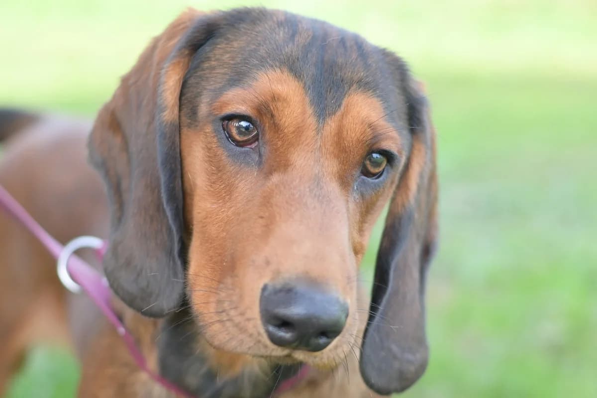 Ron, male puppy mixed breed for adoption at Dumovec, Zagreb