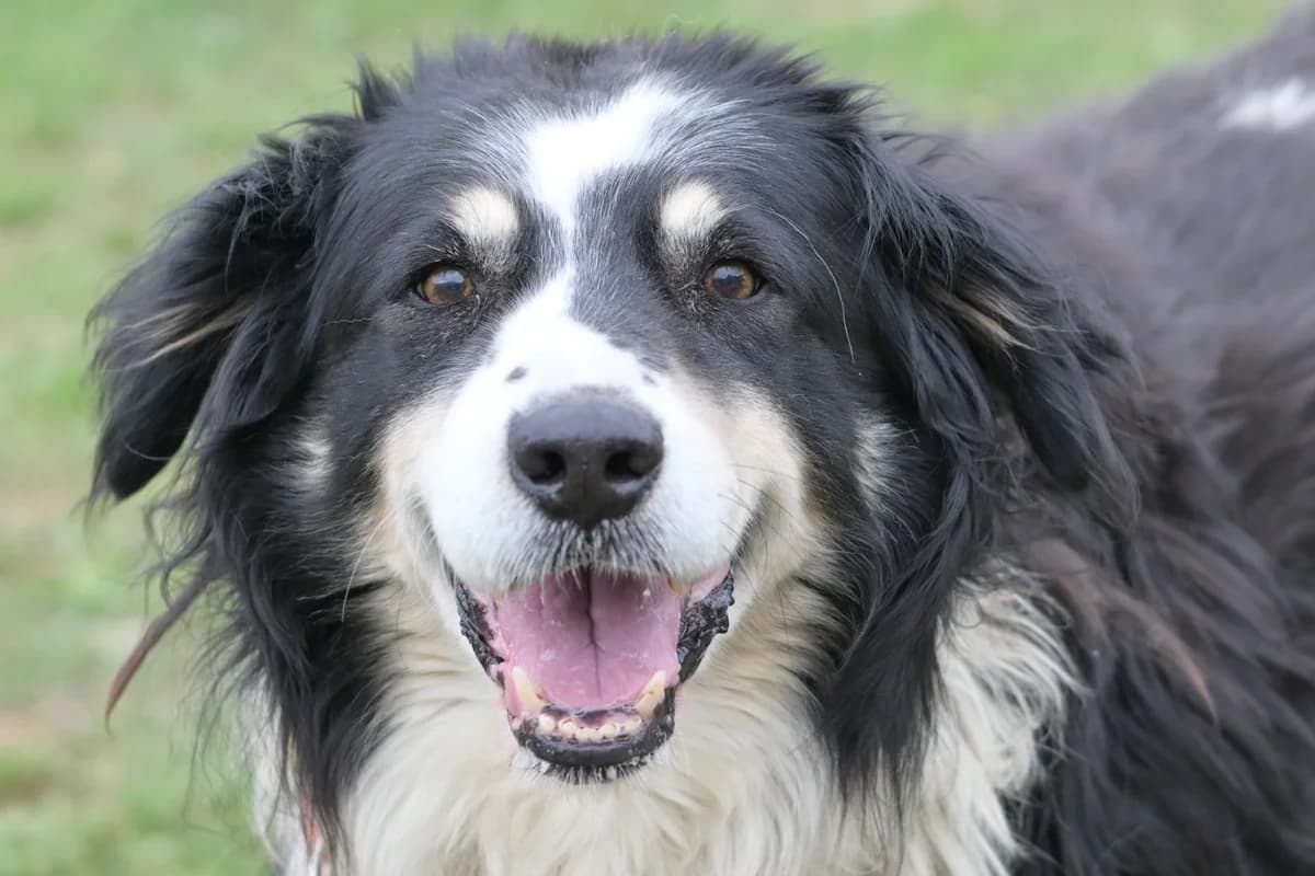 Flox, male 6yo mixed breed for adoption at Dumovec, Zagreb