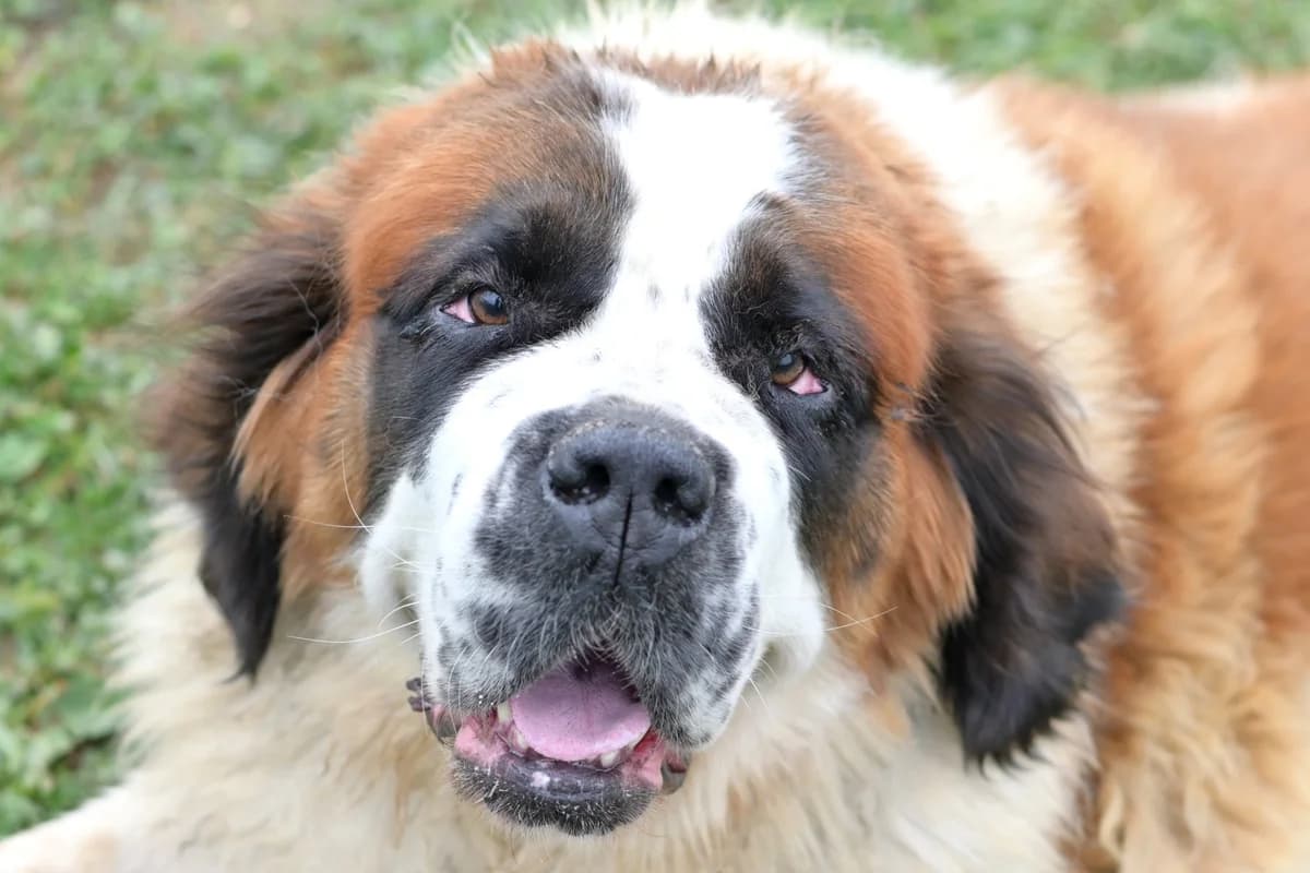 Kira, female young mixed breed for adoption at Dumovec, Zagreb