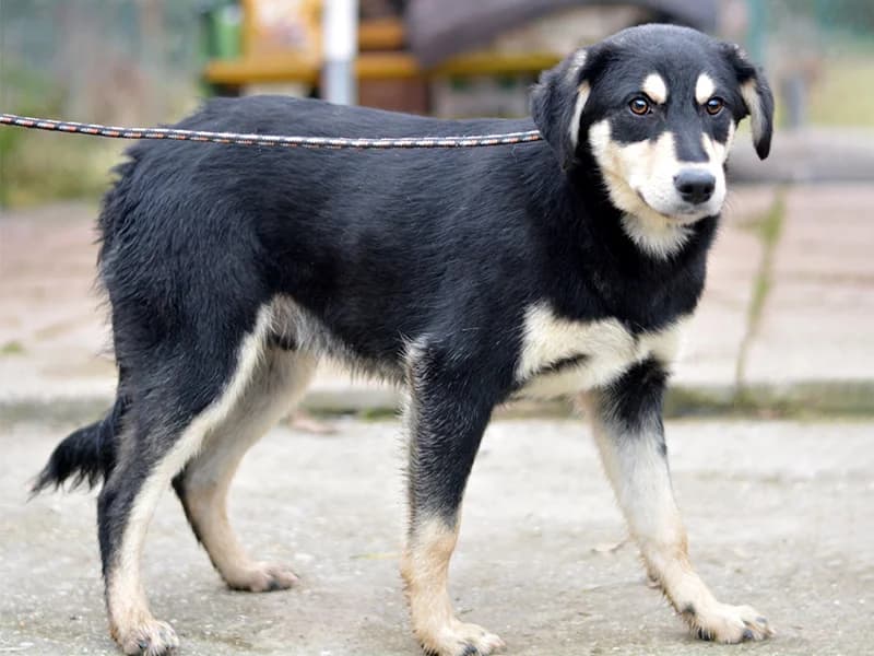 Alvaro, male young Labrador Retriever for adoption at Noina Arka