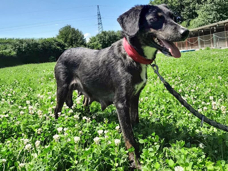 Edda, female 5yo mixed breed for adoption at Noina Arka