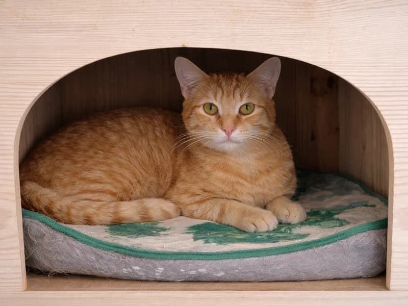 Gaj, male young mixed breed for adoption at Noina Arka