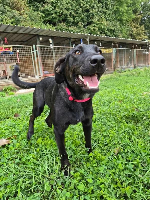 Linda, female young Labrador Retriever for adoption at Noina Arka