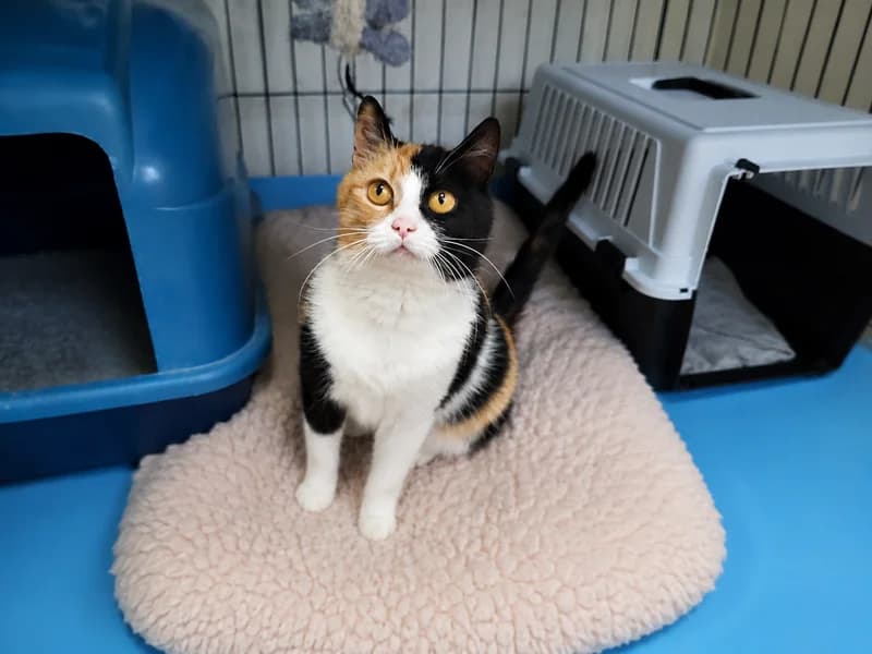 Panda, female 3yo mixed breed for adoption at Noina Arka
