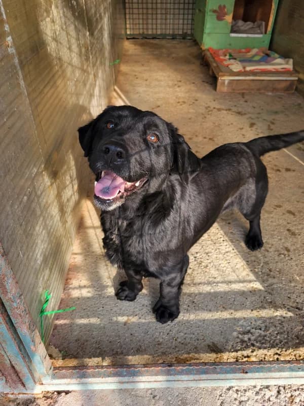 Pixi, male young Labrador Retriever for adoption at Noina Arka