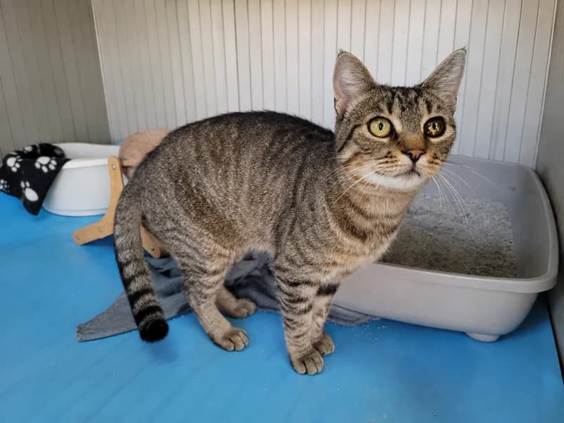 Raissa, female 4yo mixed breed for adoption at Noina Arka
