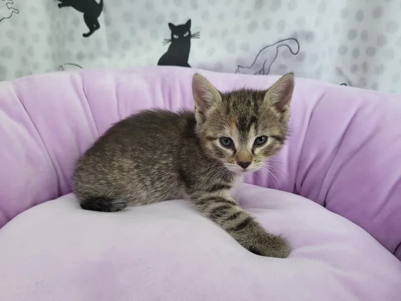 Riomi, female puppy mixed breed for adoption at Noina Arka