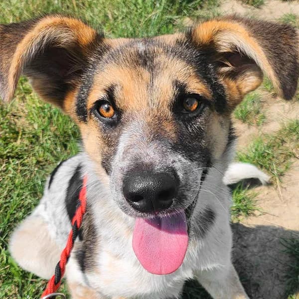 Rori, male young mixed breed for adoption at Noina Arka