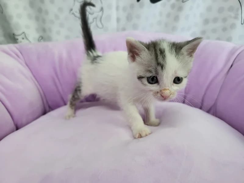 Rosalie, female puppy mixed breed for adoption at Noina Arka