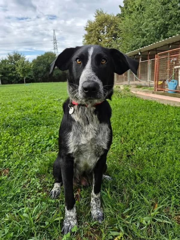 Saba, female young Labrador Retriever for adoption at Noina Arka