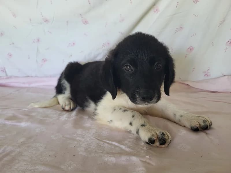Saymon, male Mixed Breed for adoption at Noina Arka
