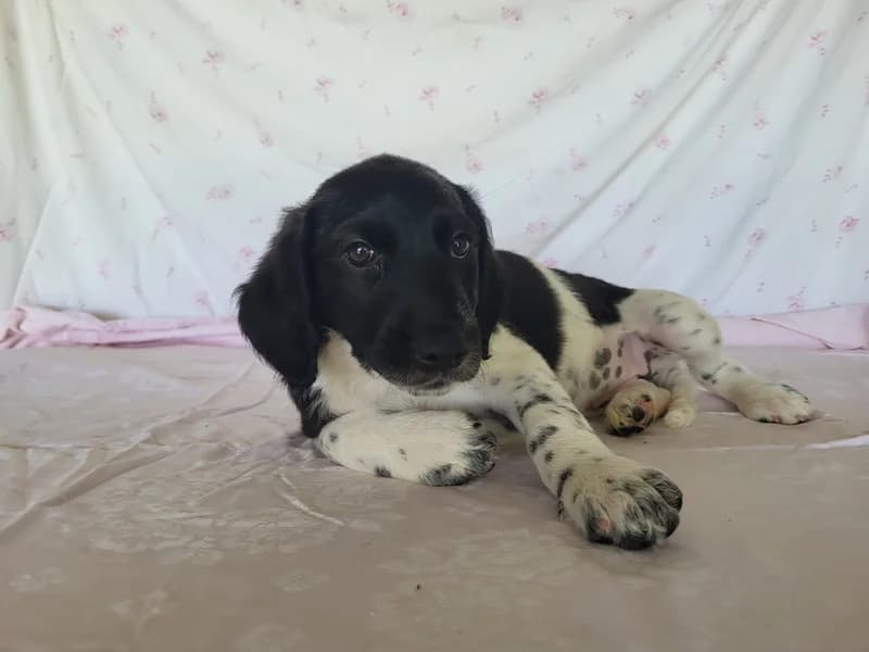 Sofia, female Mixed Breed for adoption at Noina Arka