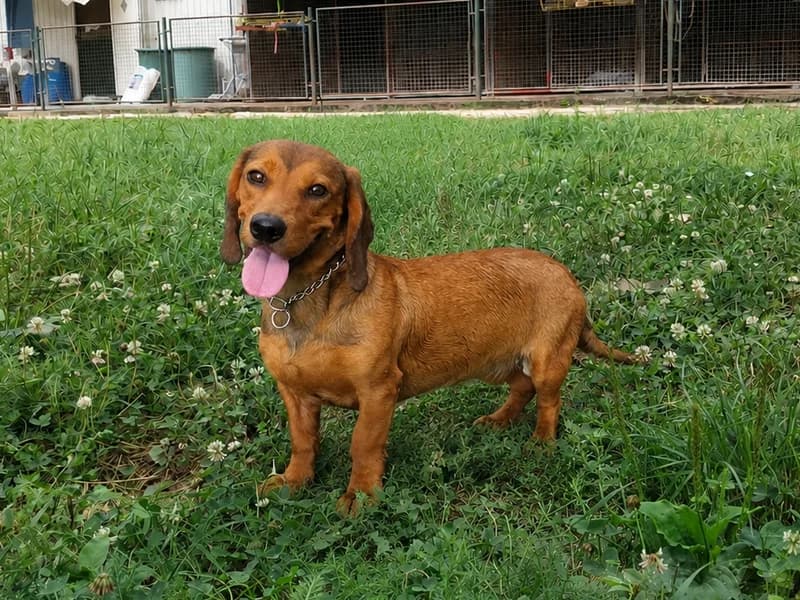Taya, female young mixed breed for adoption at Noina Arka