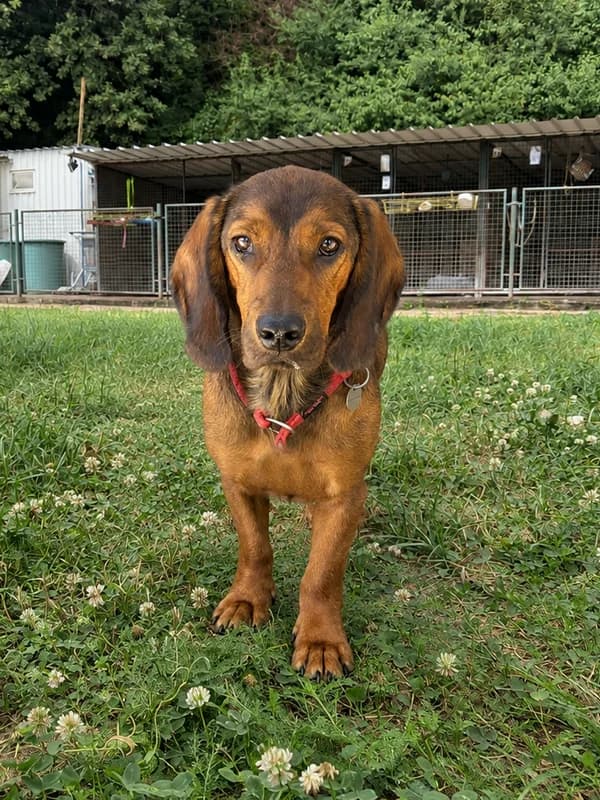 Tirra, female young mixed breed for adoption at Noina Arka