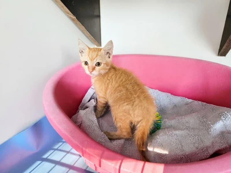 Vitass, male puppy mixed breed for adoption at Noina Arka