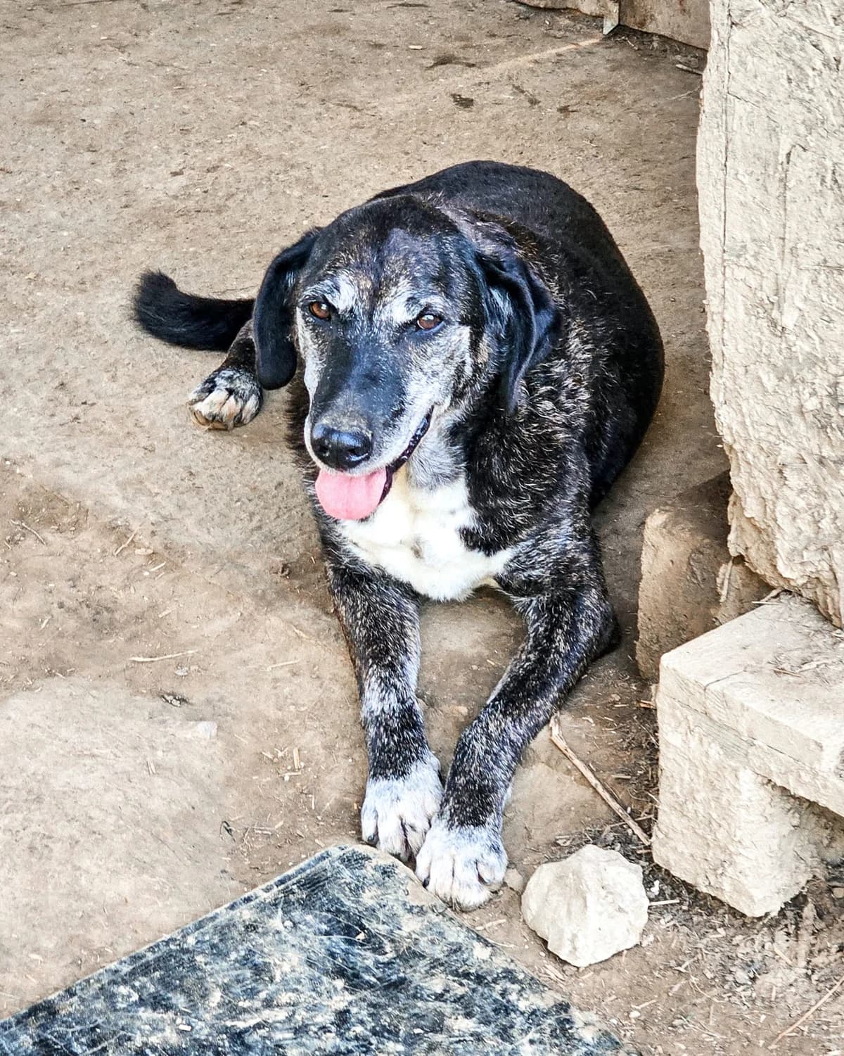 Pavo, male senior Mixed Breed for adoption at Udruga Šapica