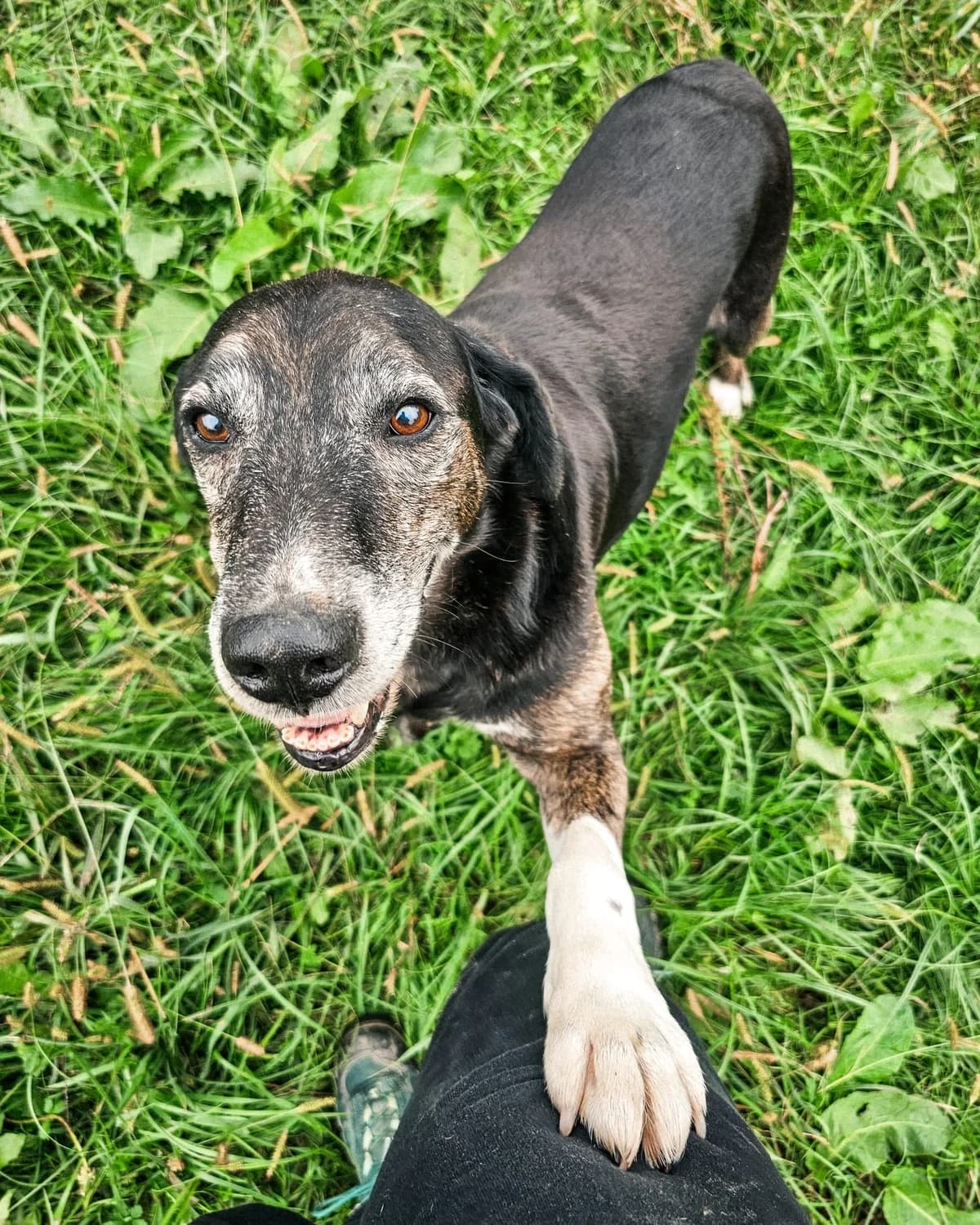 Vlaho, male Mixed Breed for adoption at Udruga Šapica