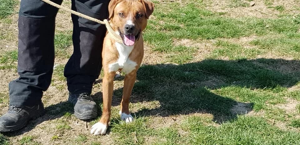 Spike, male 5yo Mixed Breed for adoption at Udruga Šapica