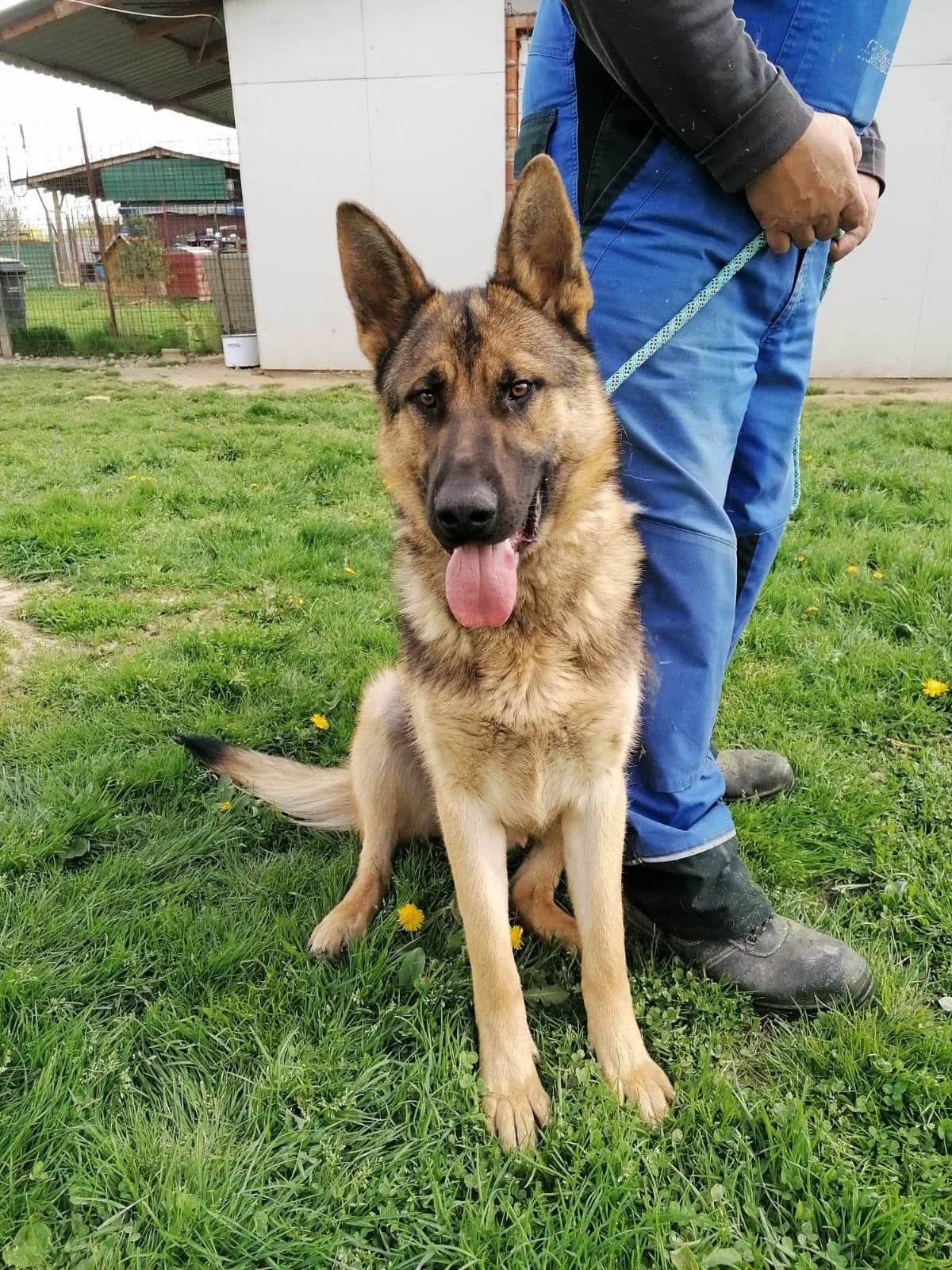 Vučko, male 6yo Mixed Breed for adoption at Udruga Šapica