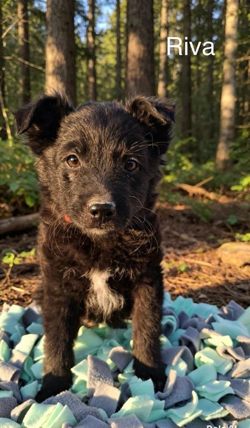 RIVA, female puppy Mixed Breed for adoption at Šibenske šape, Šibenik
