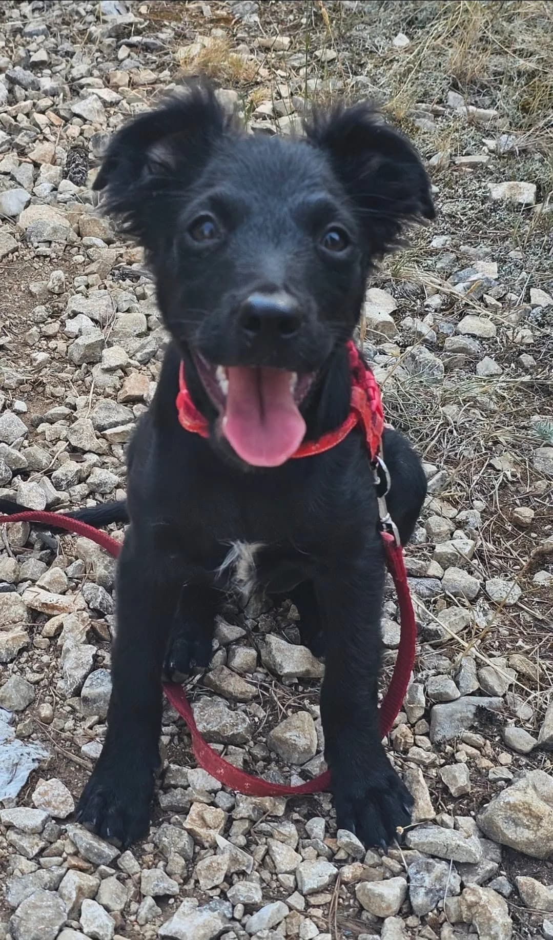 RAYA, female puppy Mixed Breed for adoption at Šibenske šape, Šibenik