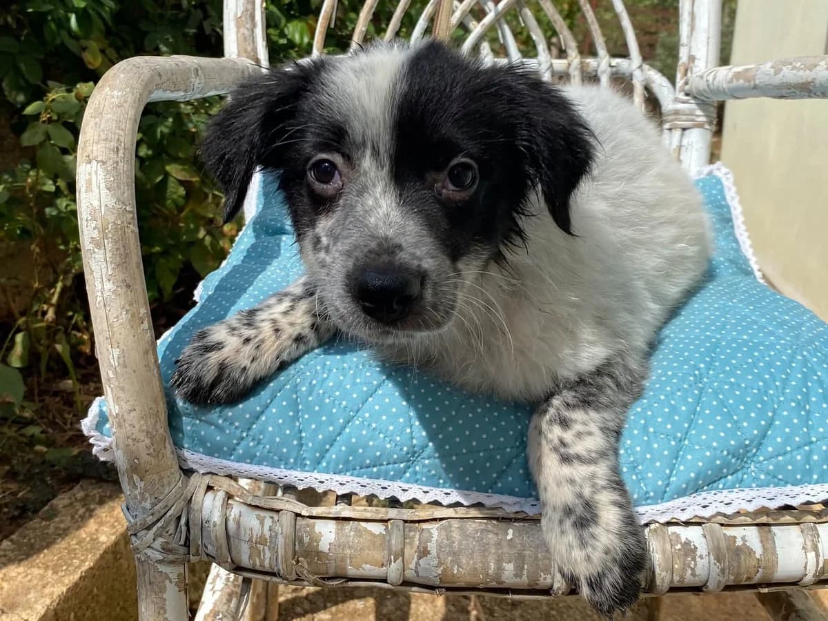 LEO, male puppy Mixed Breed for adoption at Šibenske šape, Šibenik