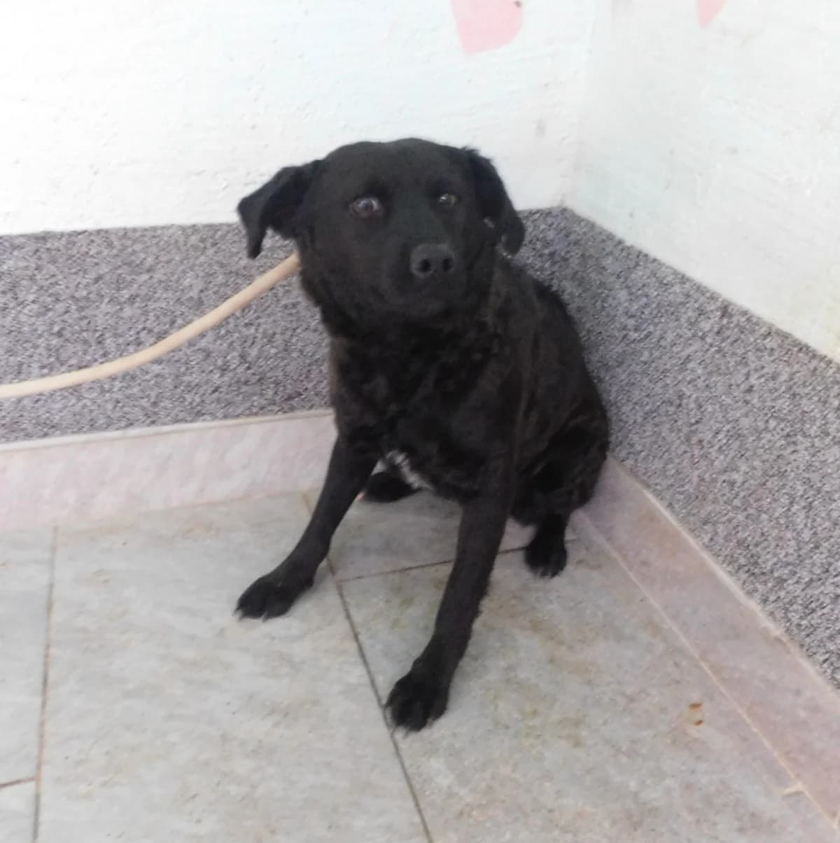Broj 7860, Crna sa bijelim prsima, kratki rep female 3yo Mixed Breed for adoption at Sklonište za životinje Utinja (CRPK)