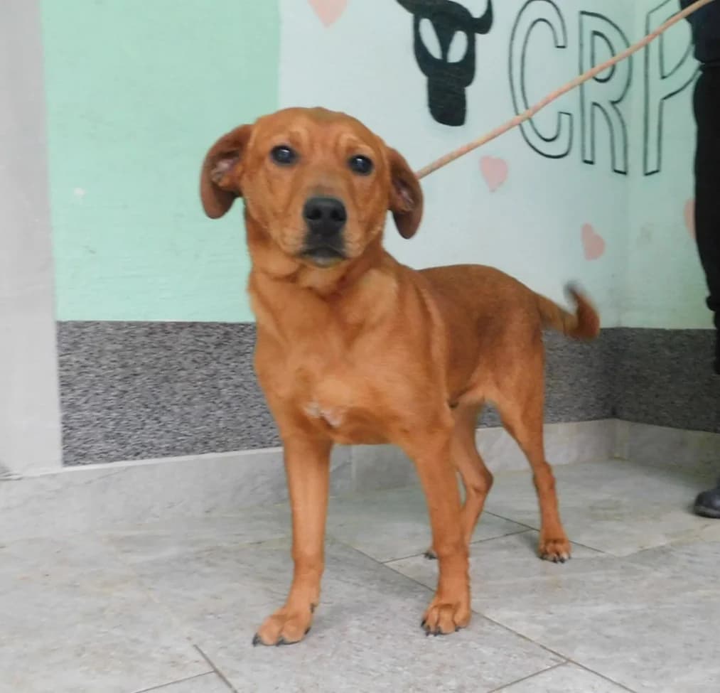 Broj 7879, Smeđi male puppy Mixed Breed for adoption at Sklonište za životinje Utinja (CRPK)