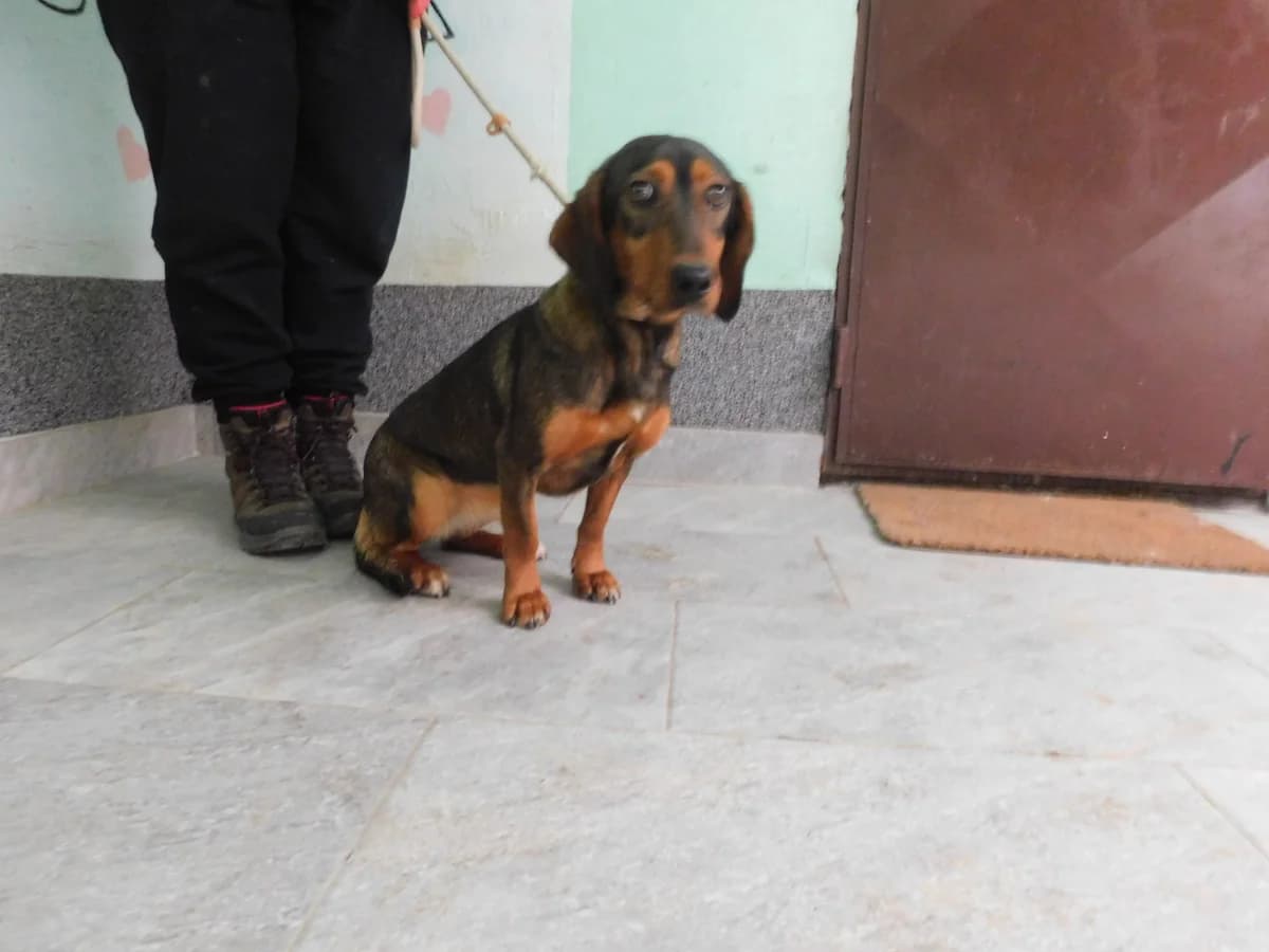 Broj 7881, Smeđa sa crnim plaštom, u tipu brak jazavčara female young mixed breed for adoption at Sklonište za životinje Utinja (CRPK)