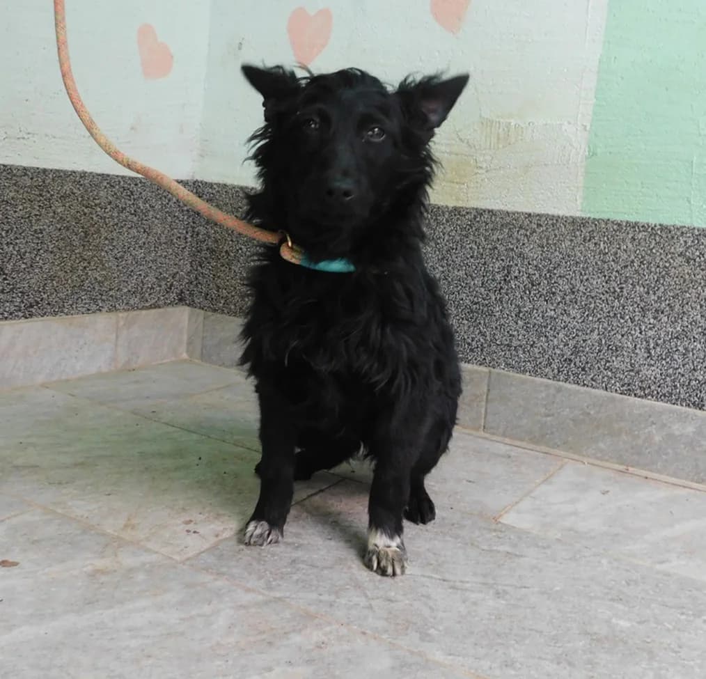 Broj 7882, Crni sa bijelim prednjim šapama, bez repa male puppy Mixed Breed for adoption at Sklonište za životinje Utinja (CRPK)