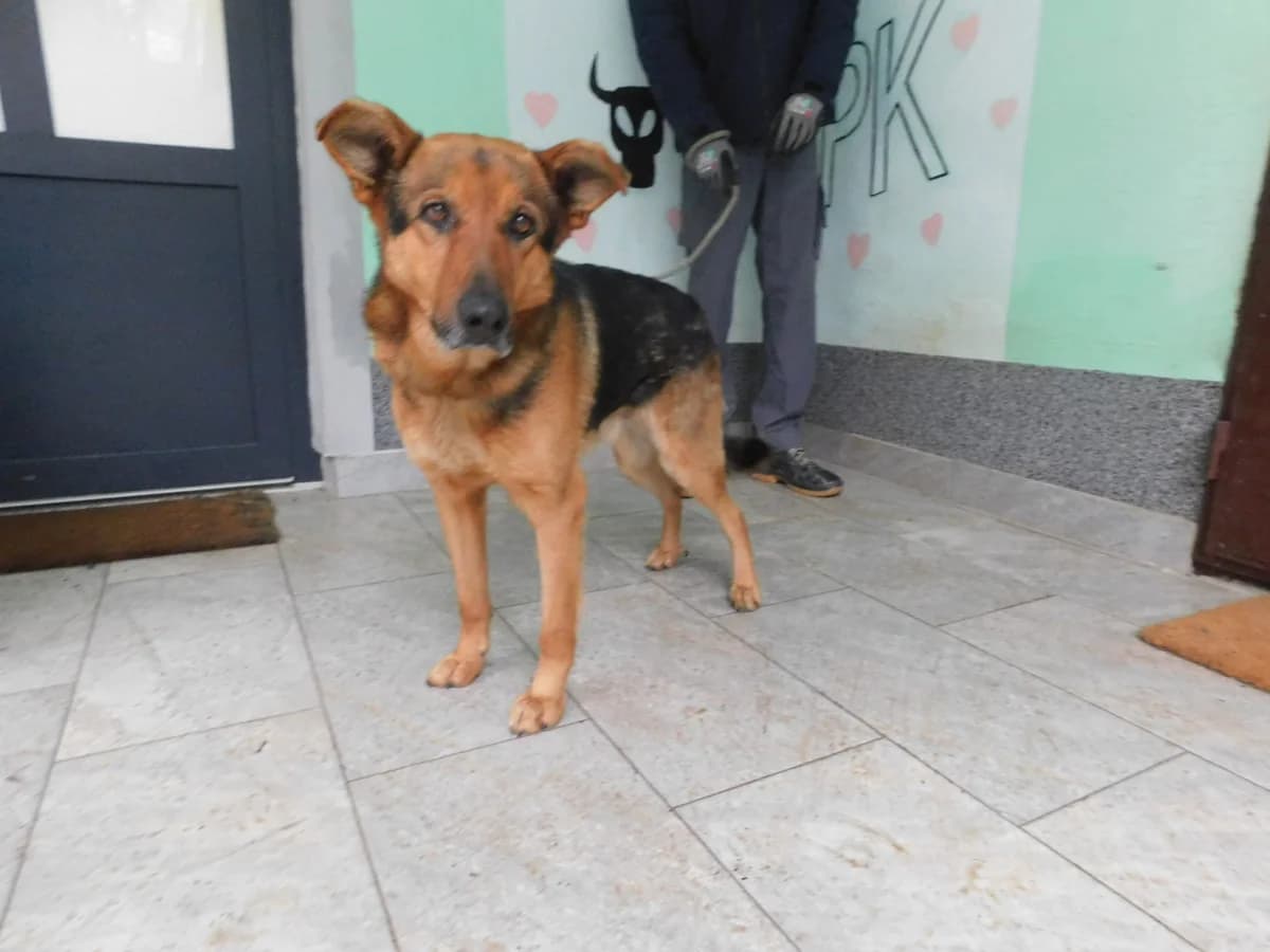 Broj 7884, Smeđi sa crnim plaštom male 3yo Mixed Breed for adoption at Sklonište za životinje Utinja (CRPK)