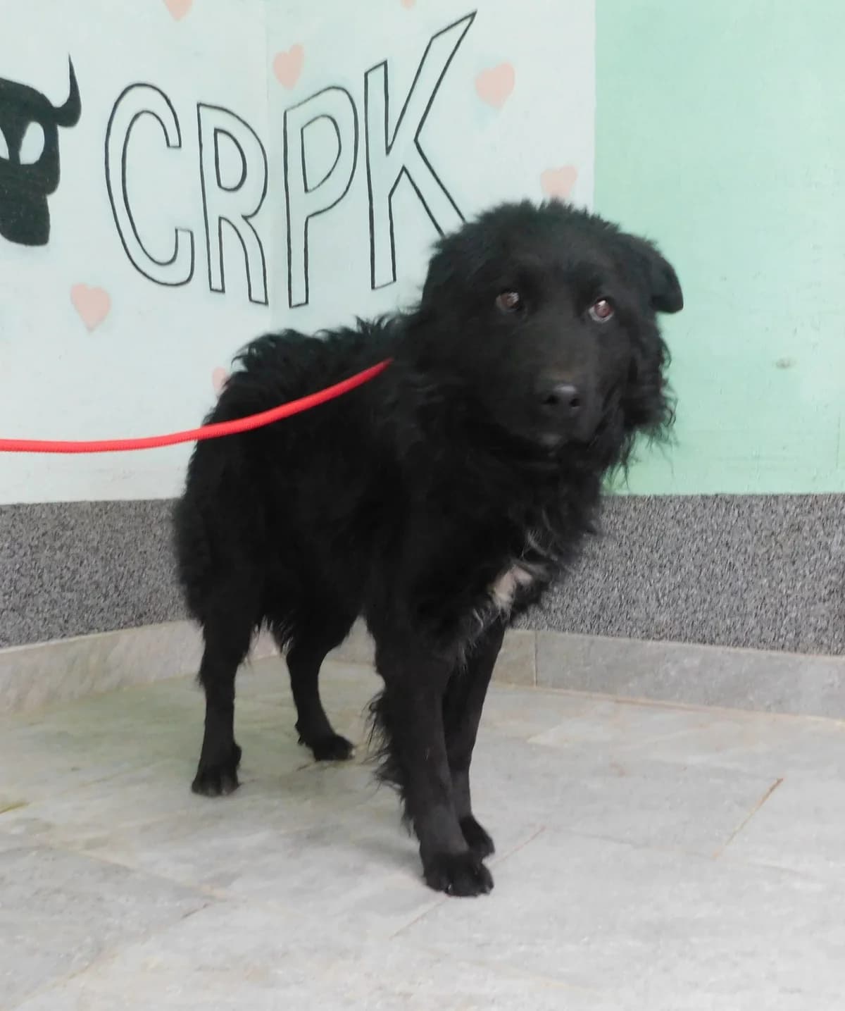 Broj 7889, Crni sa bijelom mrljom na prsima, u tipu hrv. ovčara male young mixed breed for adoption at Sklonište za životinje Utinja (CRPK)