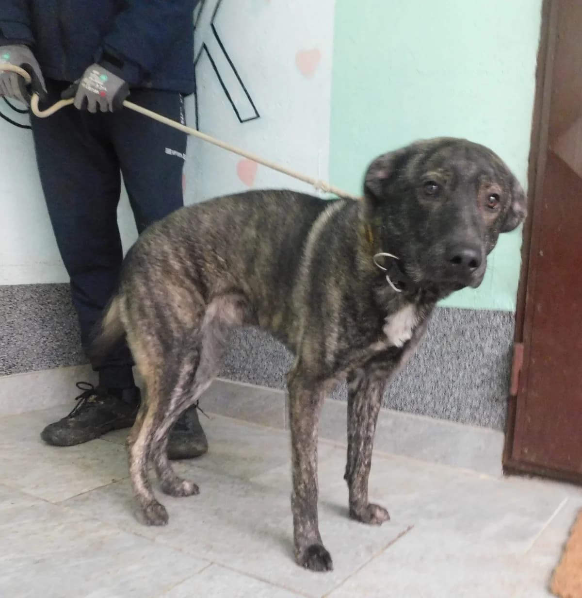 Broj 7894, Sivo-crni, tigrasti, bijela prsa male puppy Mixed Breed for adoption at Sklonište za životinje Utinja (CRPK)