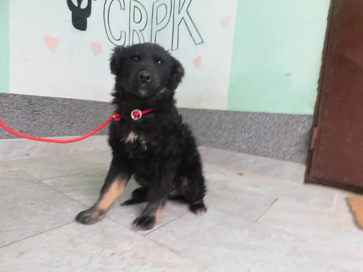 Broj 2432, Crni sa smeđim nogama i bijela mrlja na prsima male puppy Mixed Breed for adoption at Sklonište za životinje Utinja (CRPK)