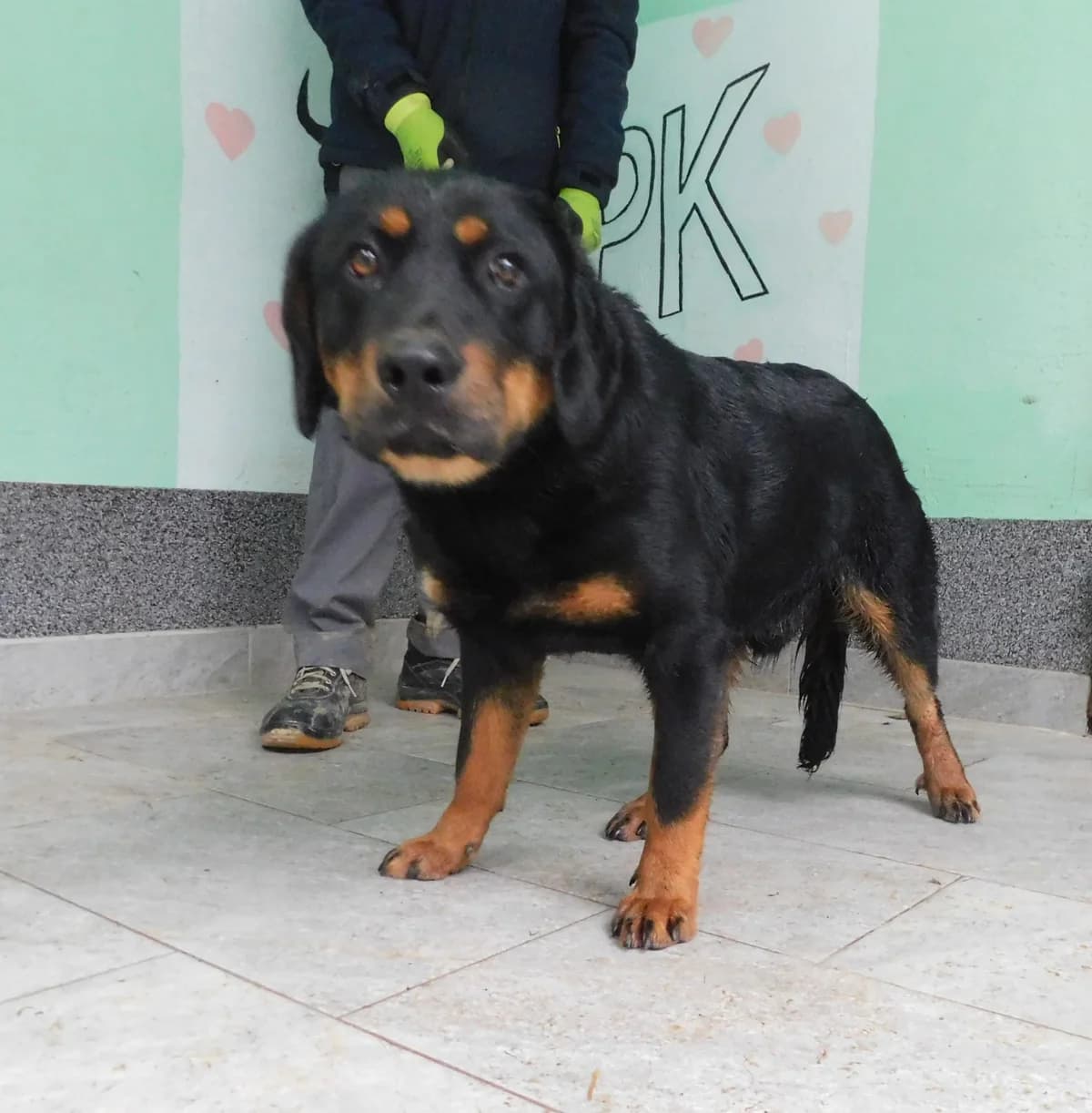 Broj 2433, Crni sa smeđim obrazima, prsima i nogama male young Mixed Breed for adoption at Sklonište za životinje Utinja (CRPK)