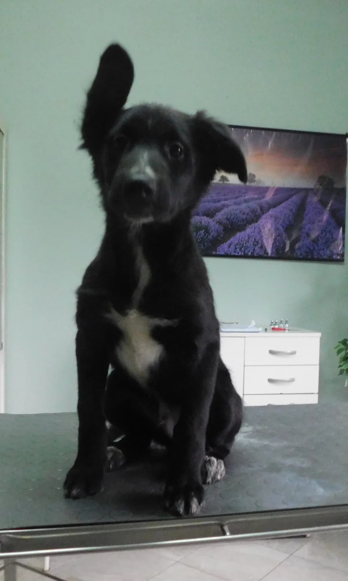Broj 2436, Crni sa bijelim prsima i zadnjim šapama male puppy Mixed Breed for adoption at Sklonište za životinje Utinja (CRPK)