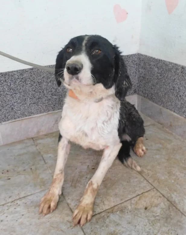 Broj 7903, Crno-bijela female young Mixed Breed for adoption at Sklonište za životinje Utinja (CRPK)