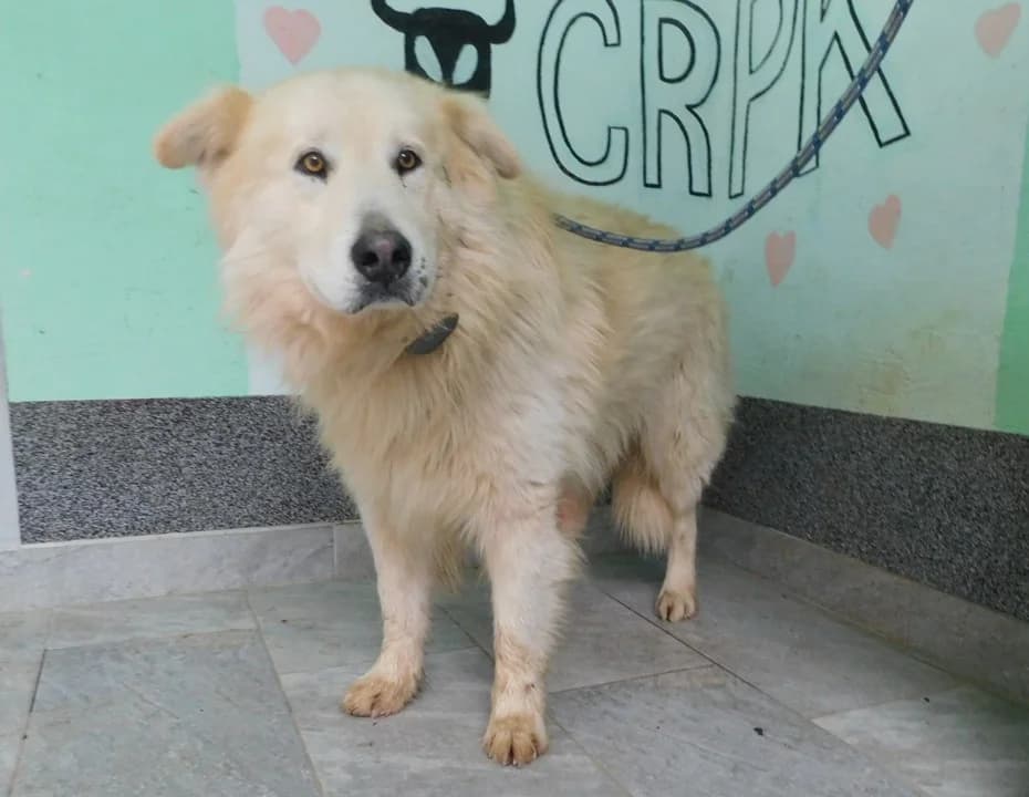 Broj 2439, Krem, duža dlaka male 5yo Mixed Breed for adoption at Sklonište za životinje Utinja (CRPK)