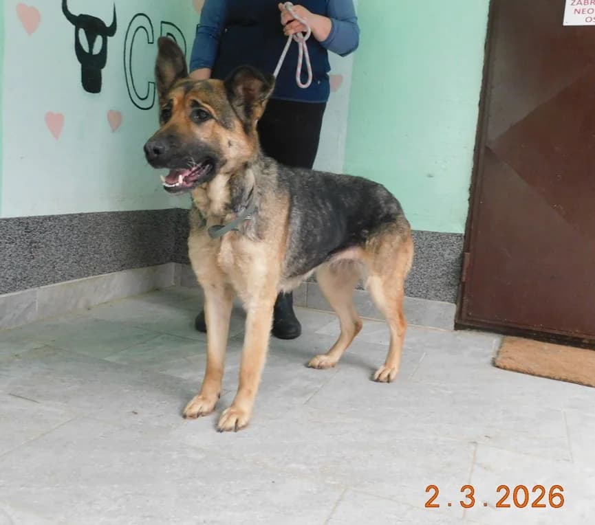 Broj 7909, Smeđa sa crnim plaštom female 4yo Mixed Breed for adoption at Sklonište za životinje Utinja (CRPK)