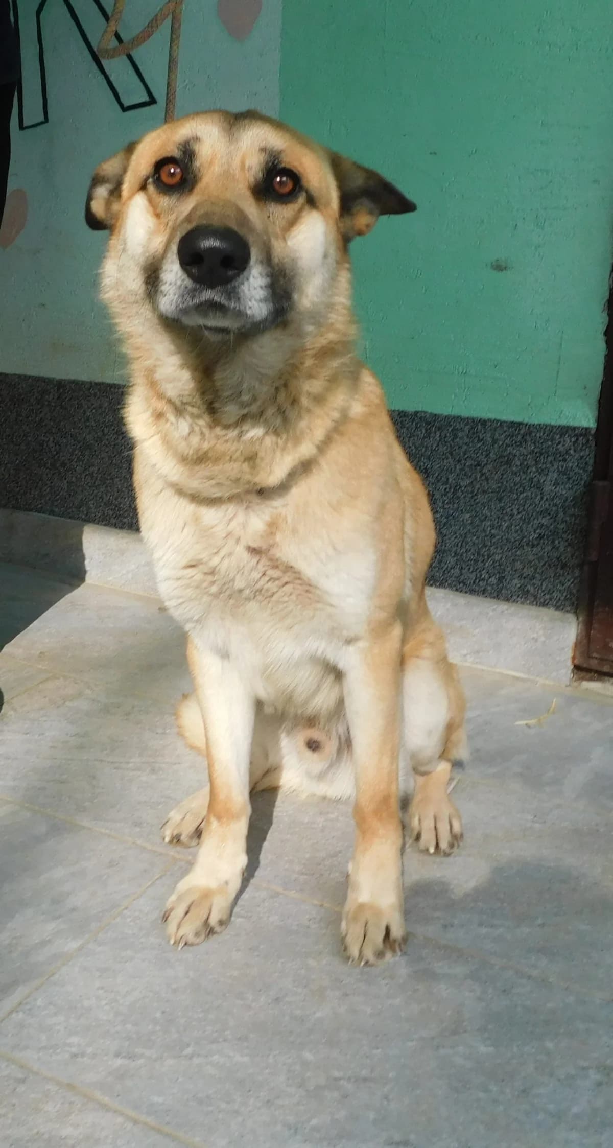 Broj 7919, Svijetlo smeđi sa crnom njuškom male 6yo Mixed Breed for adoption at Sklonište za životinje Utinja (CRPK)