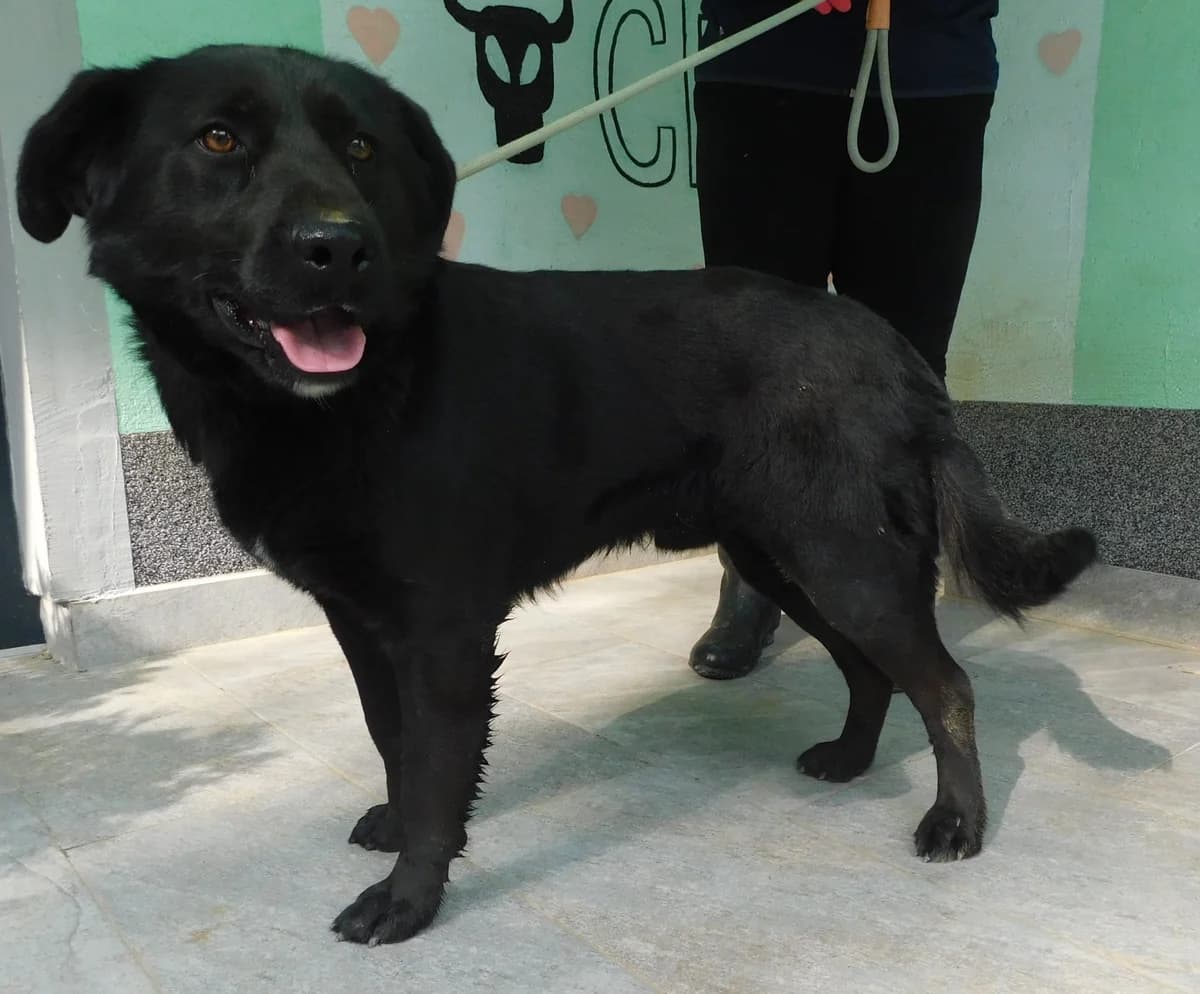 Broj 7920, Crni sa bijelom crtom na prsima male young Mixed Breed for adoption at Sklonište za životinje Utinja (CRPK)