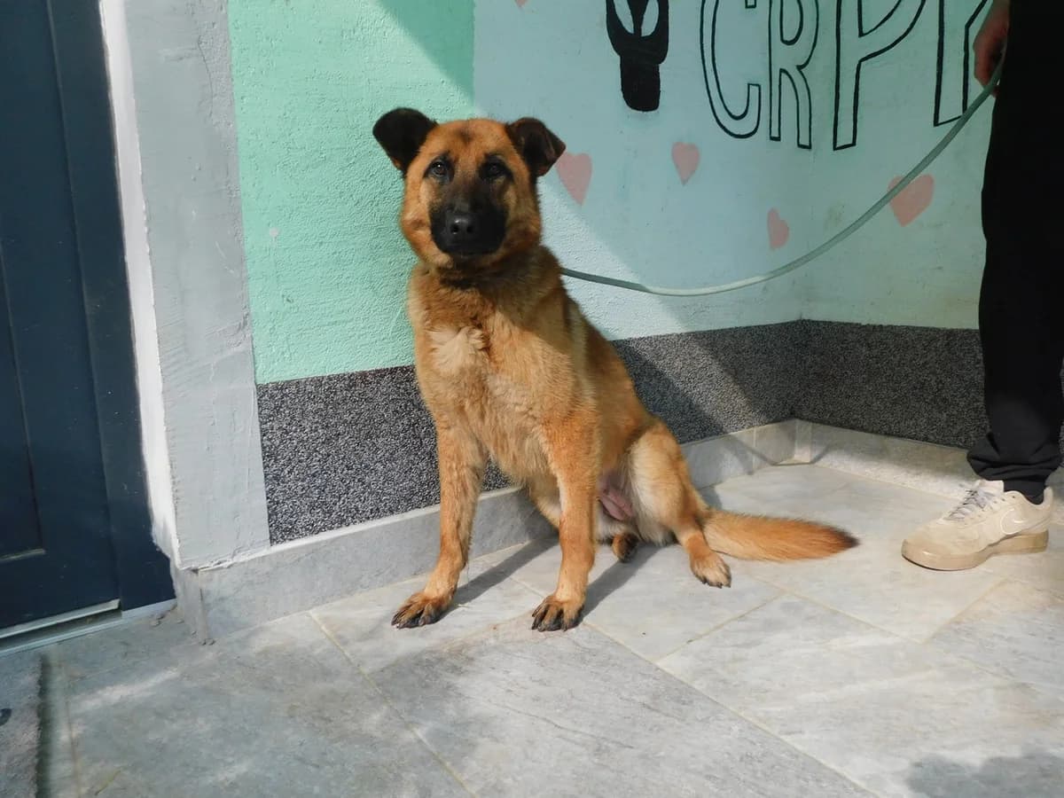 Broj 2440, Smeđa sa crnom njuškom female young Mixed Breed for adoption at Sklonište za životinje Utinja (CRPK)