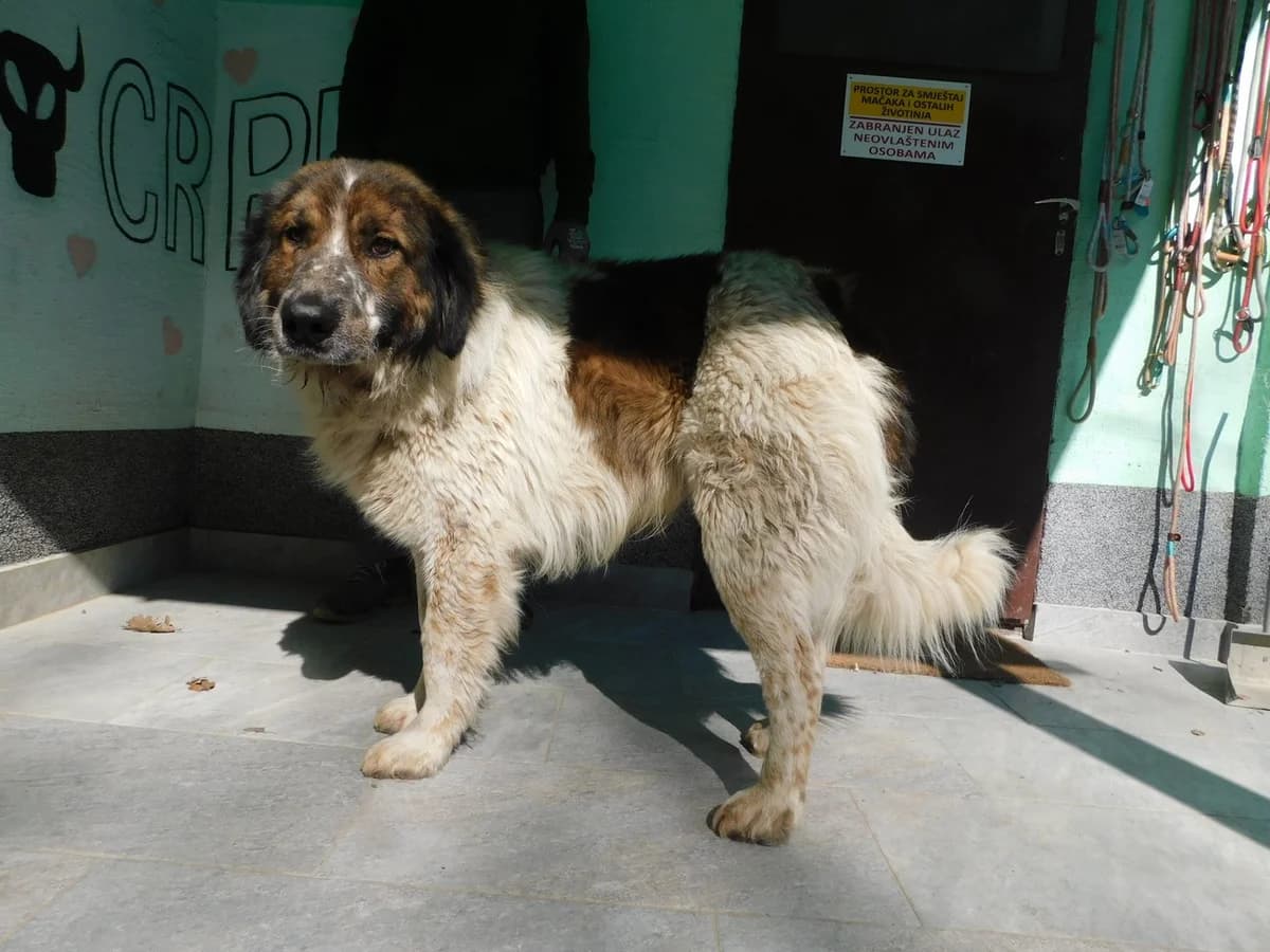 Broj 2442, Bijeli sa crnim i smeđim flekama, u tipu tornjaka male young mixed breed for adoption at Sklonište za životinje Utinja (CRPK)