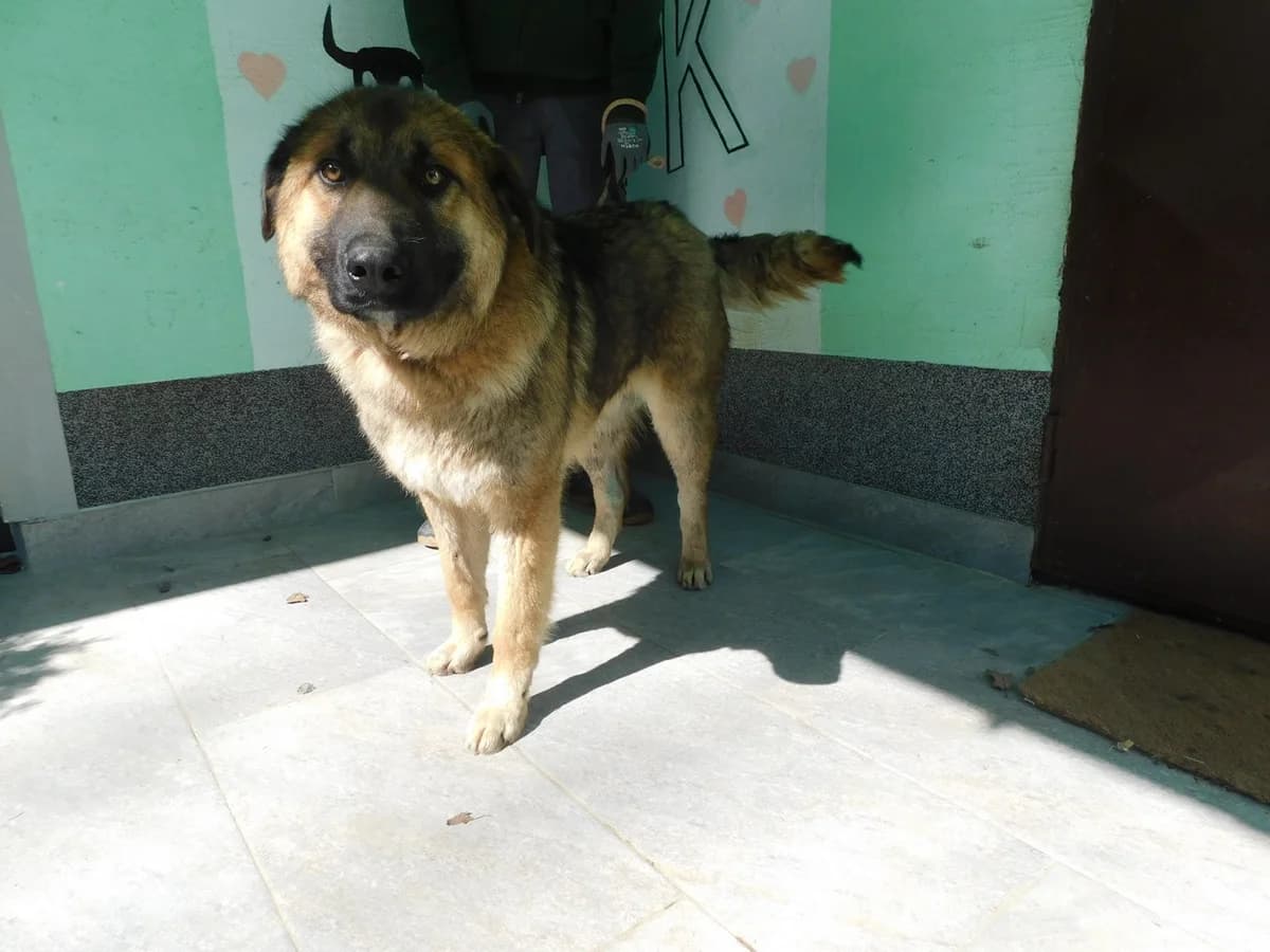 Broj 2446, Smeđe – crni male young Mixed Breed for adoption at Sklonište za životinje Utinja (CRPK)