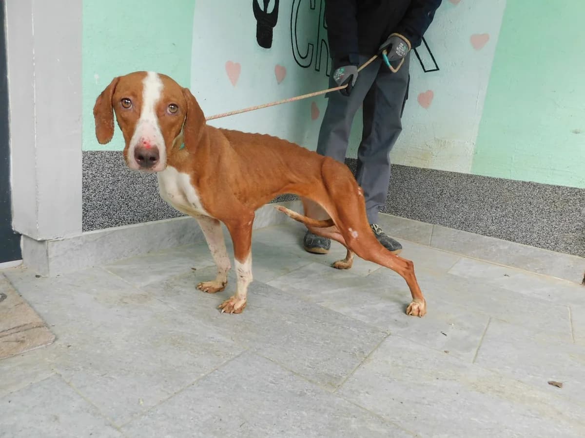 Broj 7926, Smeđa sa bijelom lisom i prsima, Hrv. posavac female young Mixed Breed for adoption at Sklonište za životinje Utinja (CRPK)