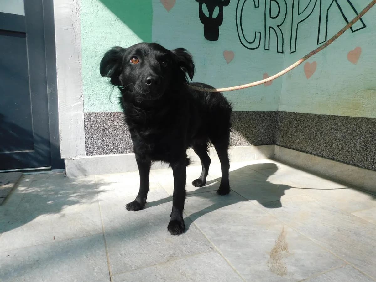 Broj 7923, Crni, duža dlaka, kratki rep male 5yo Mixed Breed for adoption at Sklonište za životinje Utinja (CRPK)